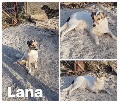 Lana