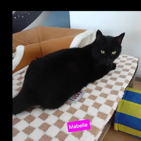 Mabelle