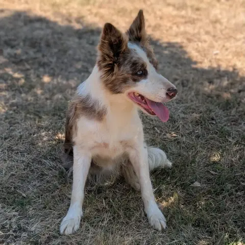 Rosie