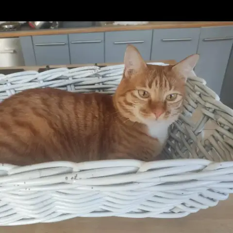 Tibi