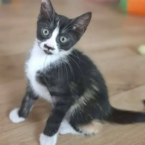 Biscotte