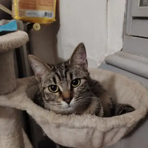 Sissi
