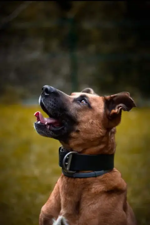 Bibiss photo 2