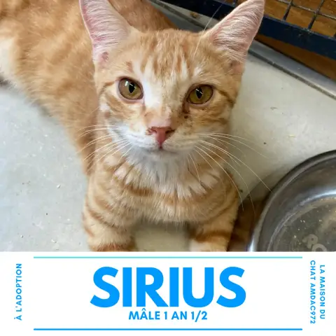 Sirius