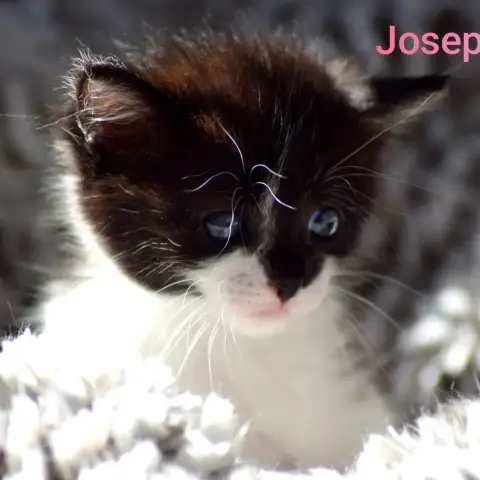 Joséphine photo 2