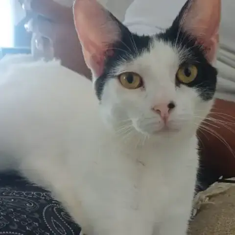 Kalicy