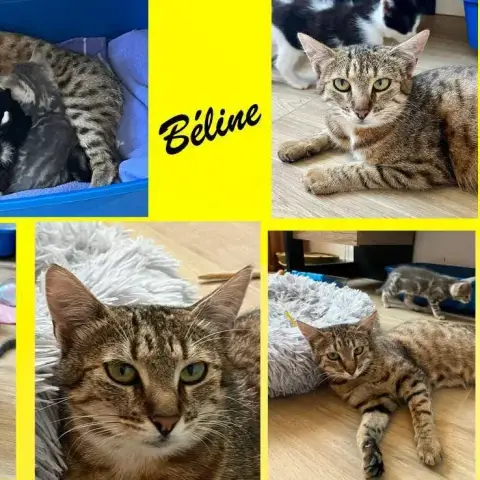 Béline photo 3