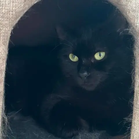 Bandit