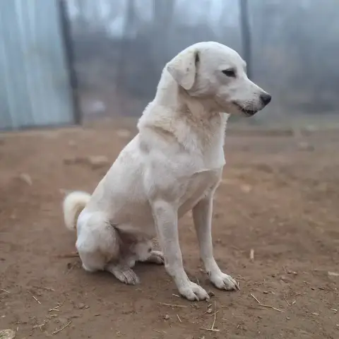 Albus