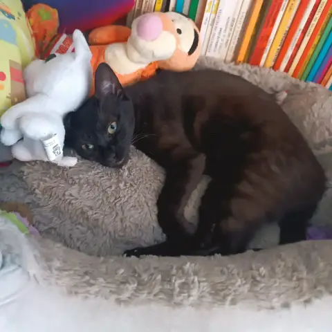 Pussy