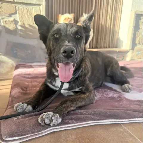 Kaia