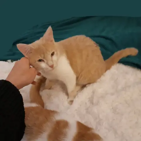 Tâm