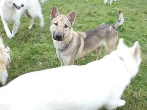 Petit Loup photo 2