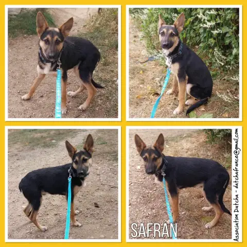 Safran