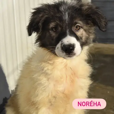 Norhea