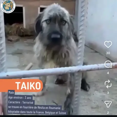 Taïko