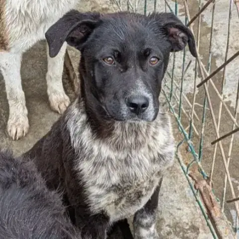 Anca