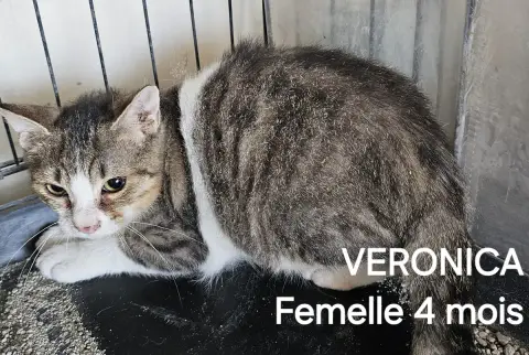 Veronica