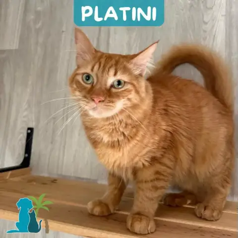 Platini