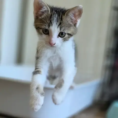Juno photo 3