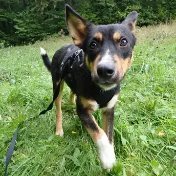Vito