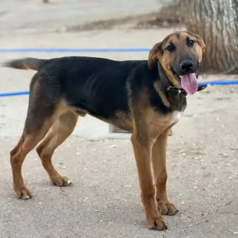 Roco
