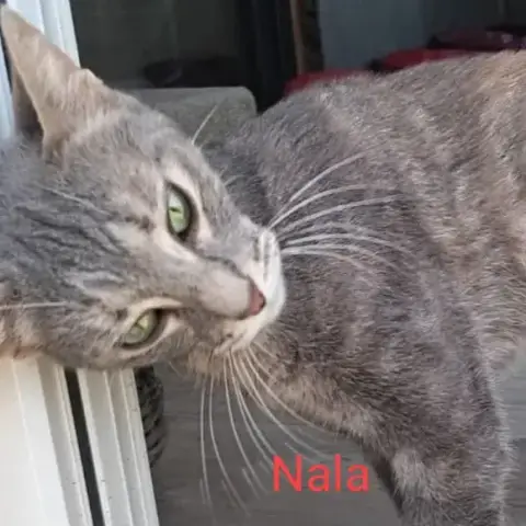 Nala