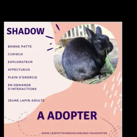 Shadow