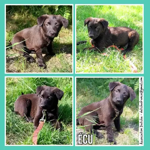 Écu