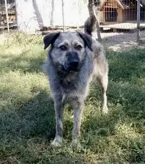 Zina