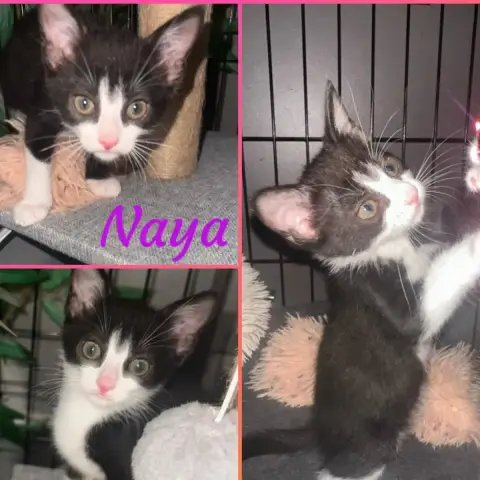 Naya