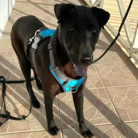 ✨️ Nyxe ✨️ 🐶