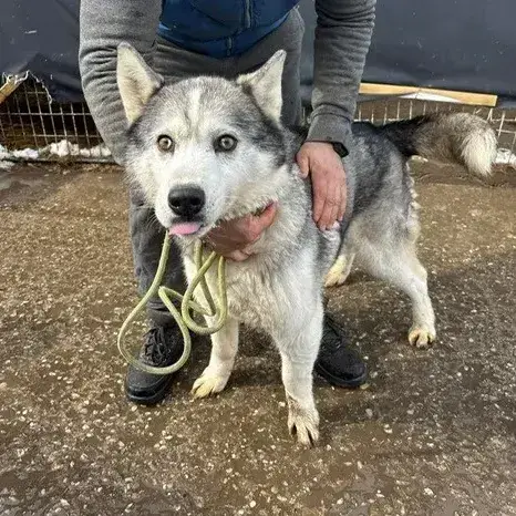Wolf photo 2
