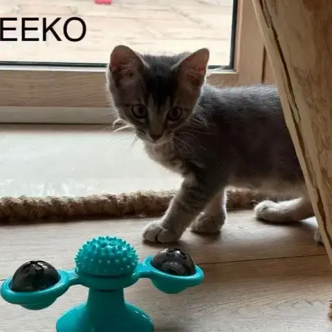 Meeko