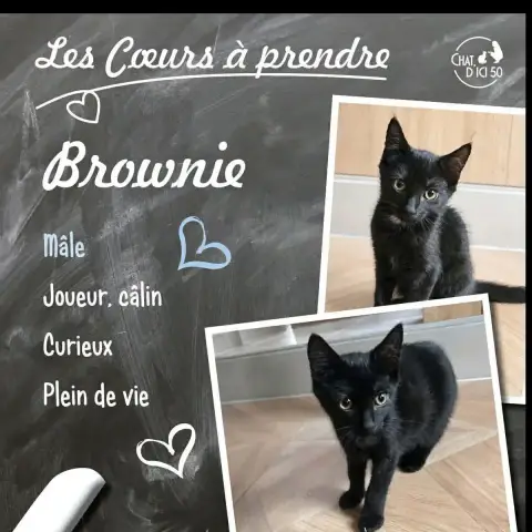 Brownie