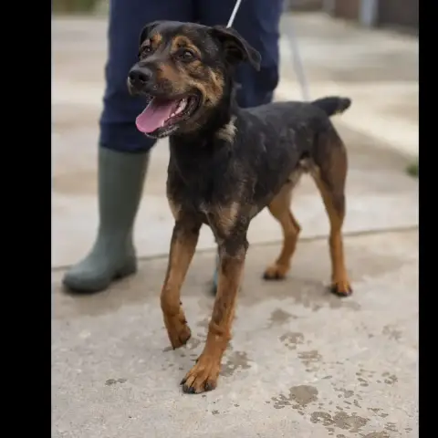 Brutus