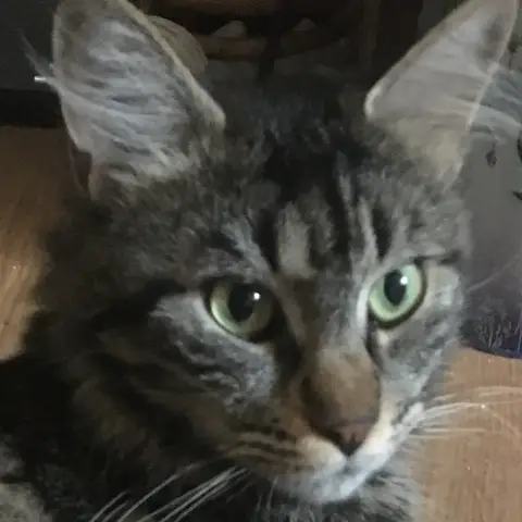 Cayenne photo 2