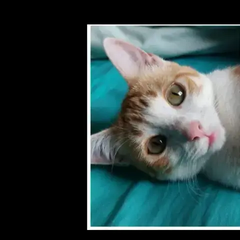 Kavi