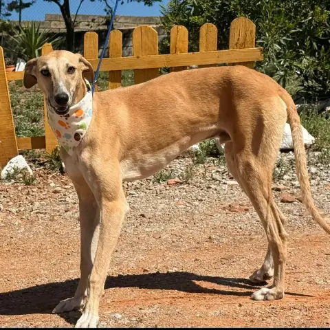 Phineas photo 2