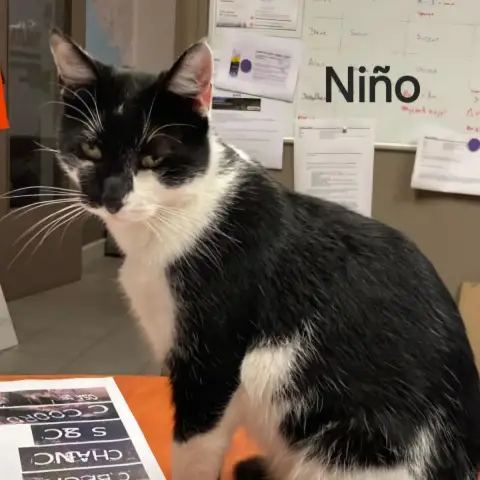 Niño
