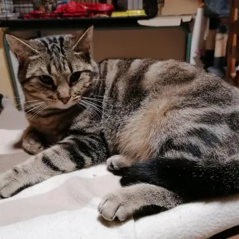 Simba photo 2