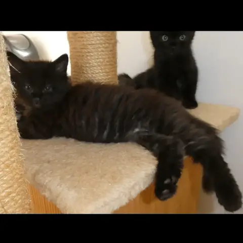 Kimi