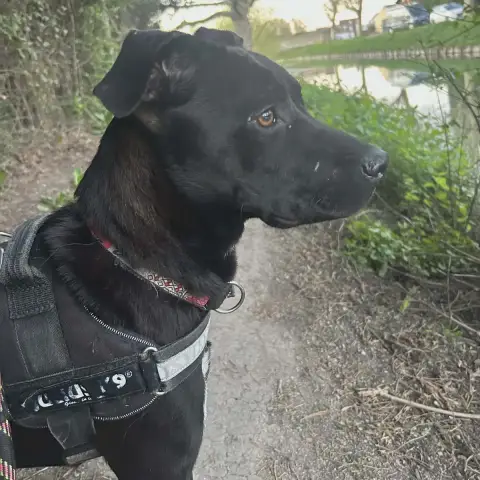 Baloo