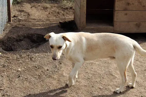 Zazou photo 3