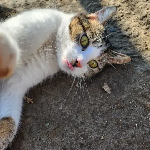 Chu