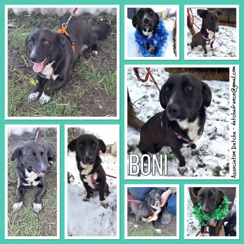 Boni