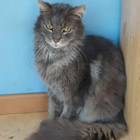 Ghyzmo