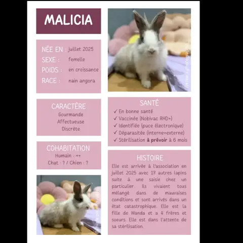 Malicia
