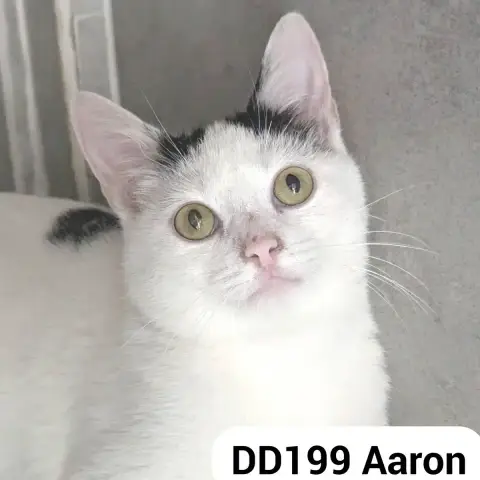 Aaron