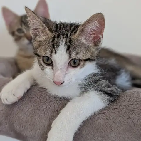 Bébécaille photo 2